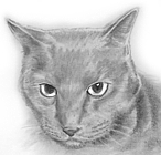Jez's cat, Kitty. Rest in peace Kitty. 
image copyright MobiusBandwidth.com